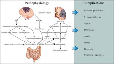 Novel Mechanisms and Therapeutic Targets for Ischemic Stroke: A Focus on Gut Microbiota